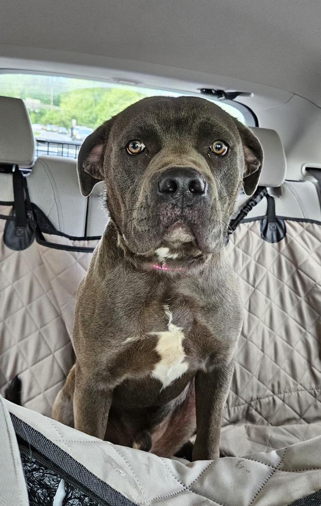 Enlarge Mixel, a Adoptable mixed breed in Silver Spring, MD image 3/3