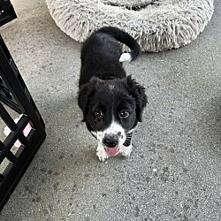 Arn, Adopted, Puppy Female Beagle & Border Collie.