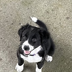 Enlarge Arn, a Adopted mixed breed in Knoxville, TN image 3/9