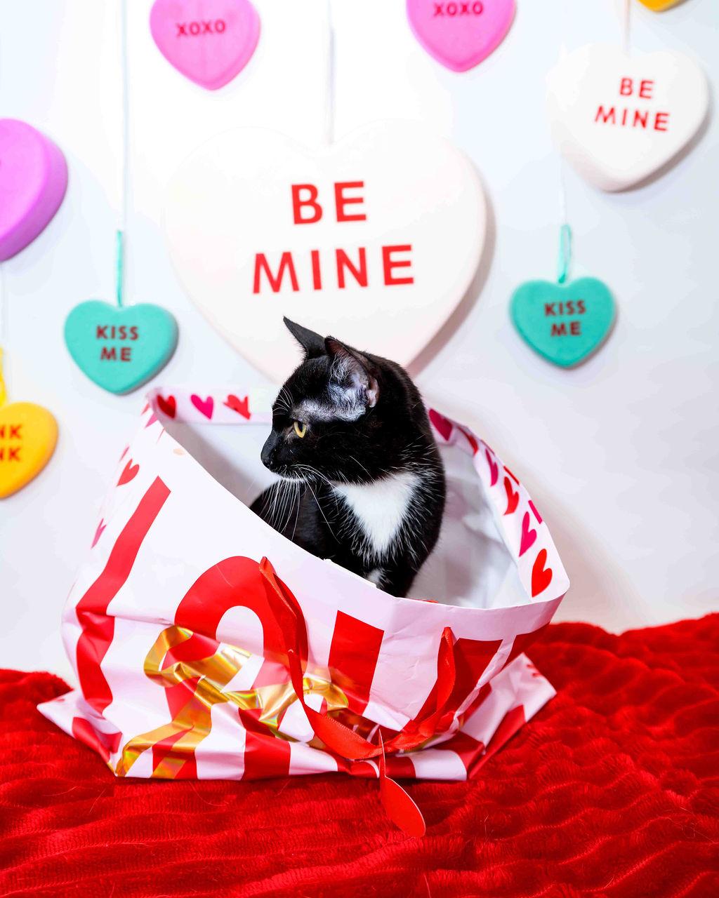 Enlarge Curly (aka Pringles), a Adoptable mixed breed in Jefferson, LA image 2/3