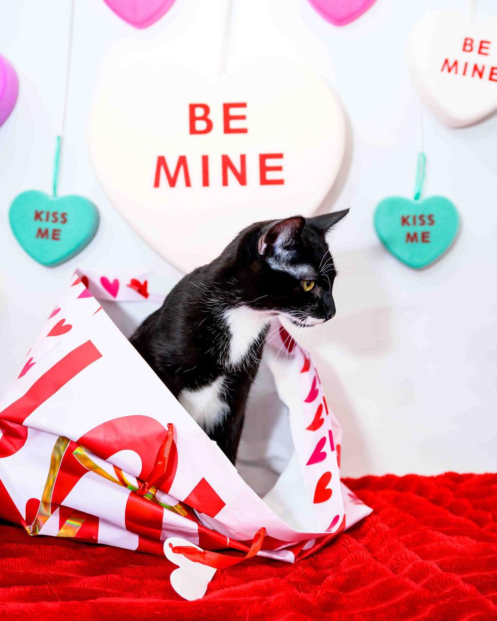 Curly (aka Pringles), Adoptable, Kitten Male Tuxedo.