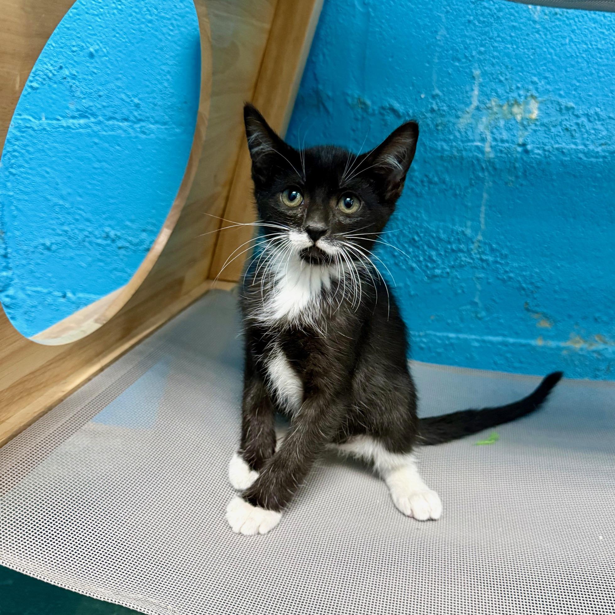 Curly (aka Pringles), Adoptable, Kitten Male Tuxedo.