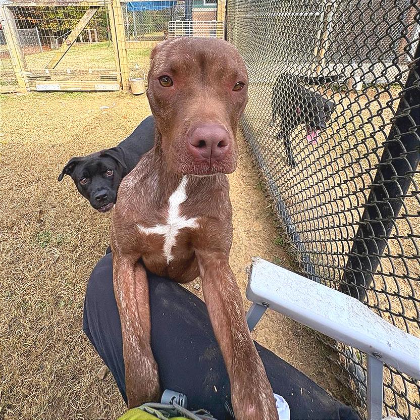 Enlarge Zohan, a Adoptable Mixed Breed in Chattanooga, TN image 1/6