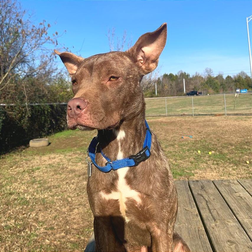 Enlarge Zohan, a Adoptable Mixed Breed in Chattanooga, TN image 2/6