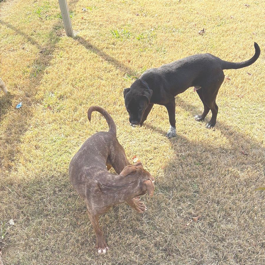 Enlarge Zohan, a Adoptable Mixed Breed in Chattanooga, TN image 3/6