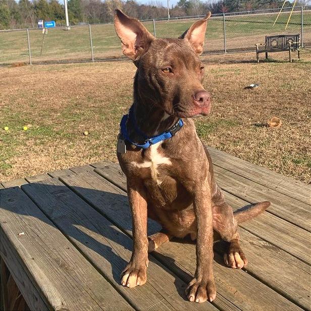 Enlarge Zohan, a Adoptable Mixed Breed in Chattanooga, TN image 4/6