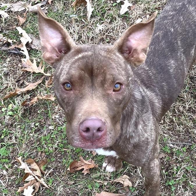 Enlarge Zohan, a Adoptable Mixed Breed in Chattanooga, TN image 5/6