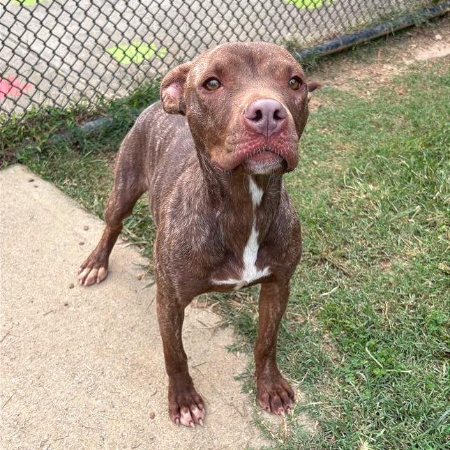 Enlarge Zohan, a Adoptable Mixed Breed in Chattanooga, TN image 6/6