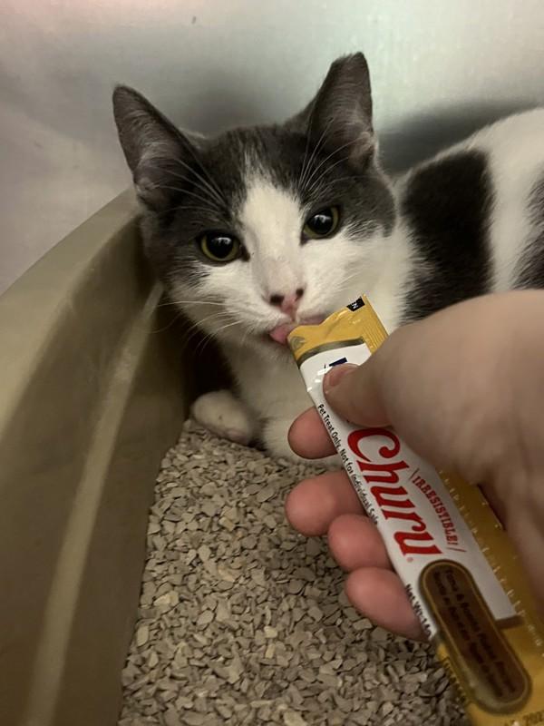 Enlarge Ponzu, a Adoptable mixed breed in Santa Rosa, CA image 1/2