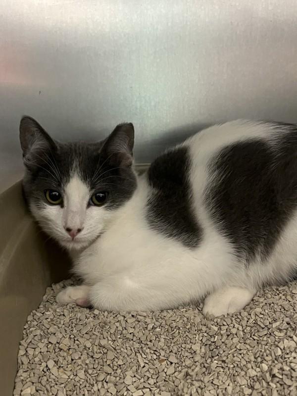 Enlarge Ponzu, a Adoptable mixed breed in Santa Rosa, CA image 2/2