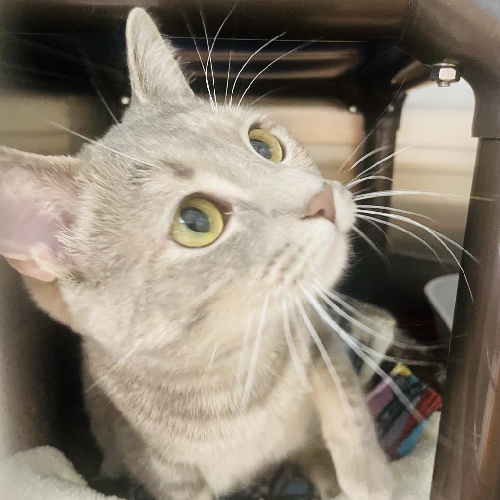 Mercedes, Adoptable, Young Female Domestic Short Hair.