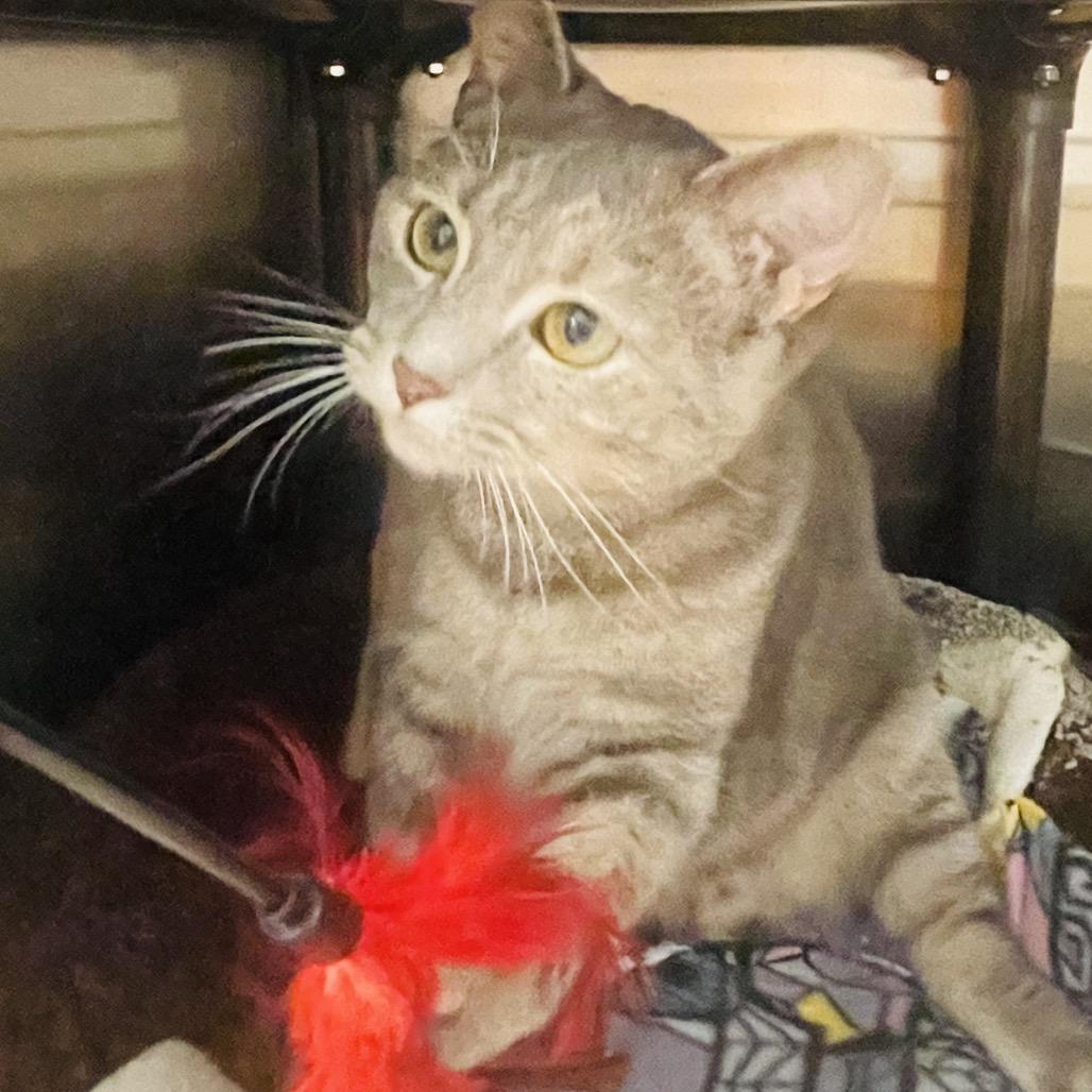 Enlarge Mercedes, a Adoptable Domestic Short Hair in Columbia Station, OH image 2/4