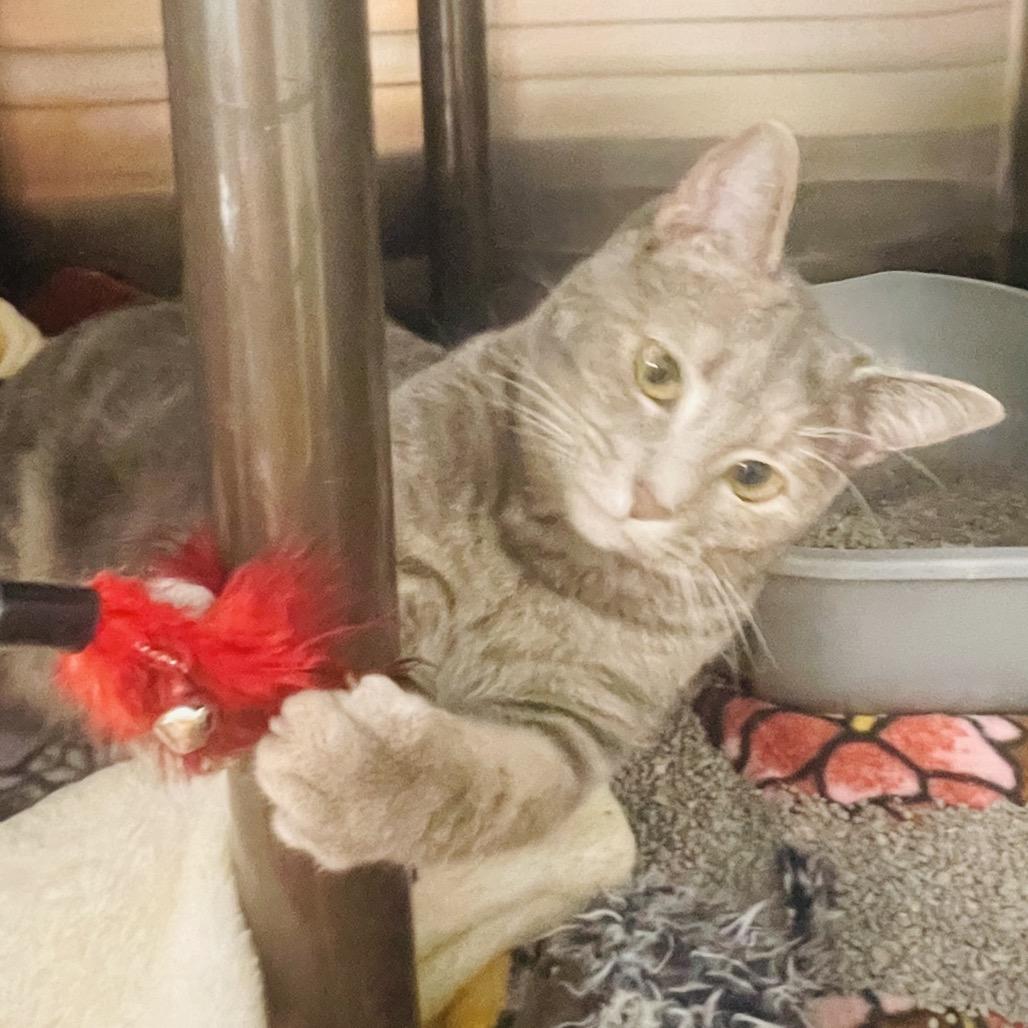 Enlarge Mercedes, a Adoptable Domestic Short Hair in Columbia Station, OH image 3/4
