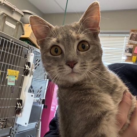 Enlarge Mercedes, a Adoptable Domestic Short Hair in Columbia Station, OH image 4/4
