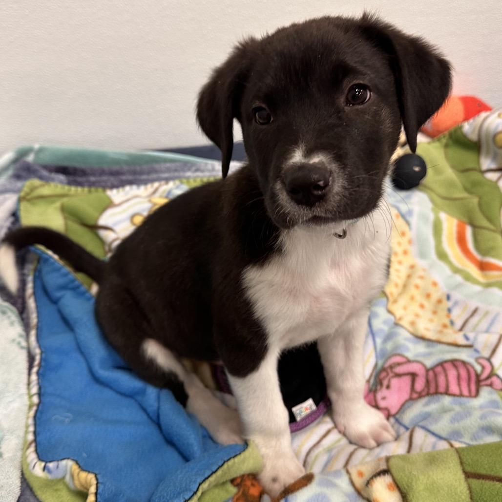 Thresher, Adoptable, Puppy Male Mixed Breed.