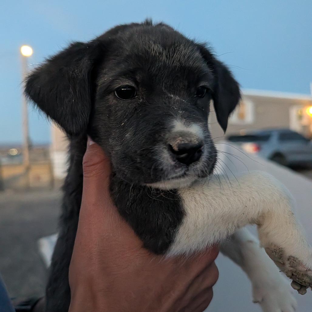 Thresher, Adoptable, Puppy Male Mixed Breed.