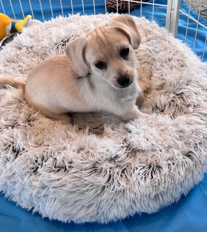 Enlarge Sam, a Adoptable mixed breed in Van Nuys, CA image 4/6