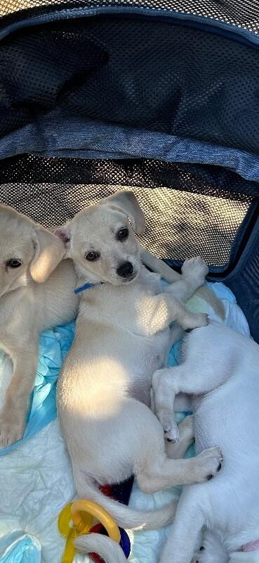 Enlarge Sam, a Adoptable mixed breed in Van Nuys, CA image 5/6