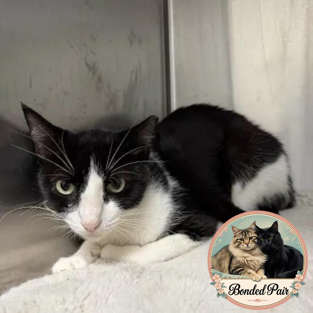 Socks, Adoptable, Adult Male Domestic Short Hair.