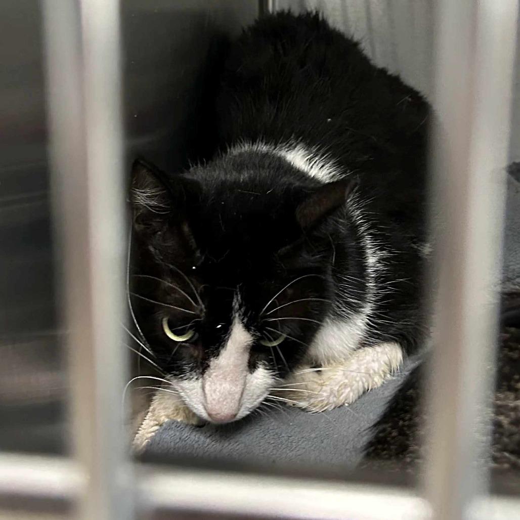Enlarge Socks, a Adoptable Domestic Short Hair in Jupiter, FL image 2/3