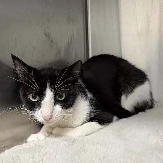 Enlarge Socks, a Adoptable Domestic Short Hair in Jupiter, FL image 3/3