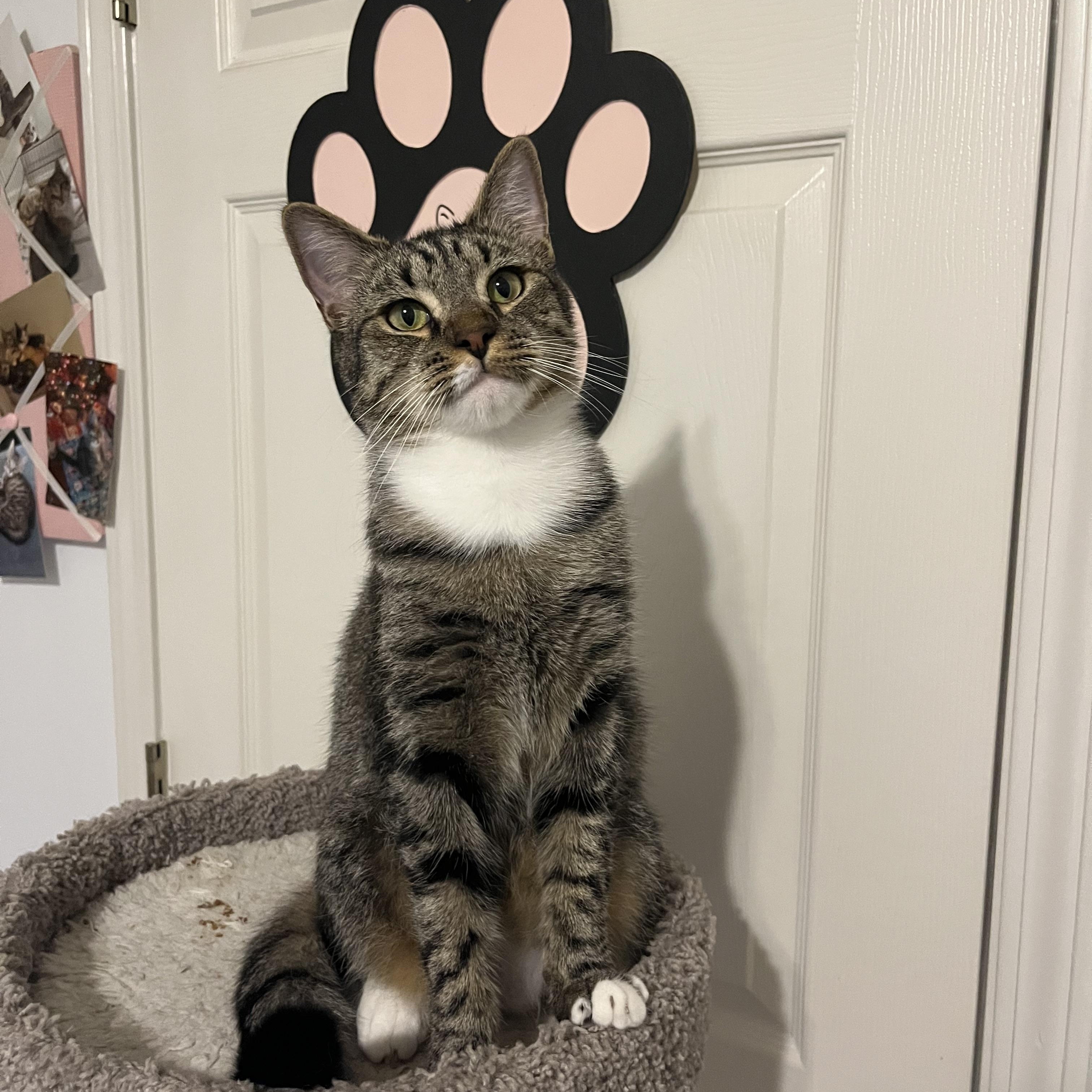 Spike, a Adoptable Domestic Short Hair in Duluth, GA image 1/9