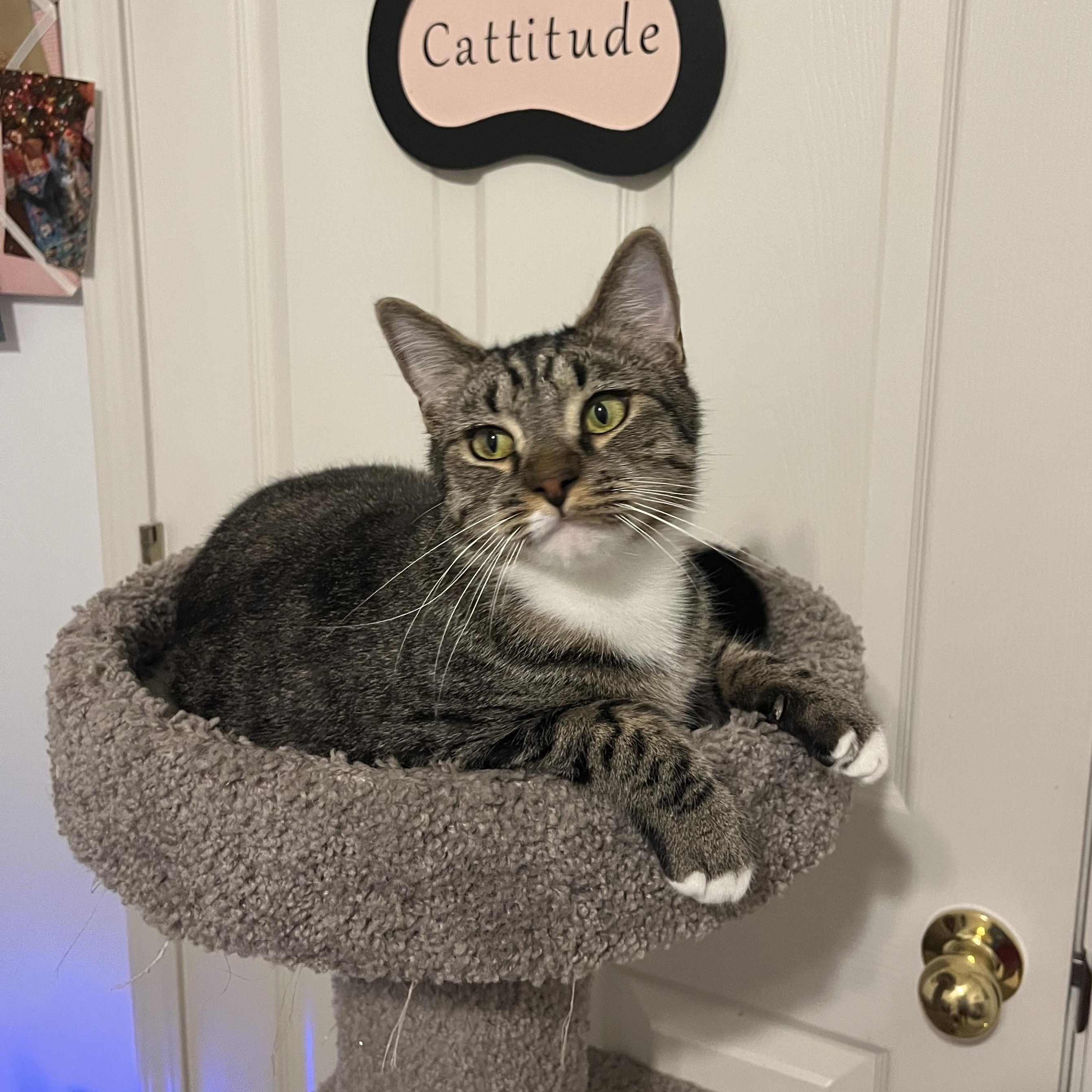 Spike, a Adoptable Domestic Short Hair in Duluth, GA image 6/9