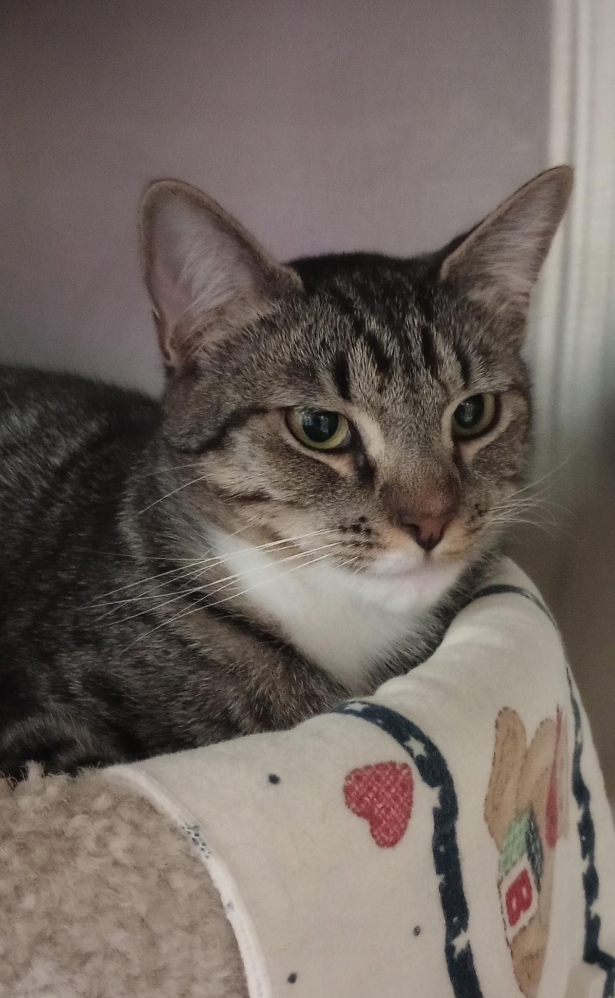 Enlarge Spike, a Adoptable Domestic Short Hair in Duluth, GA image 9/9