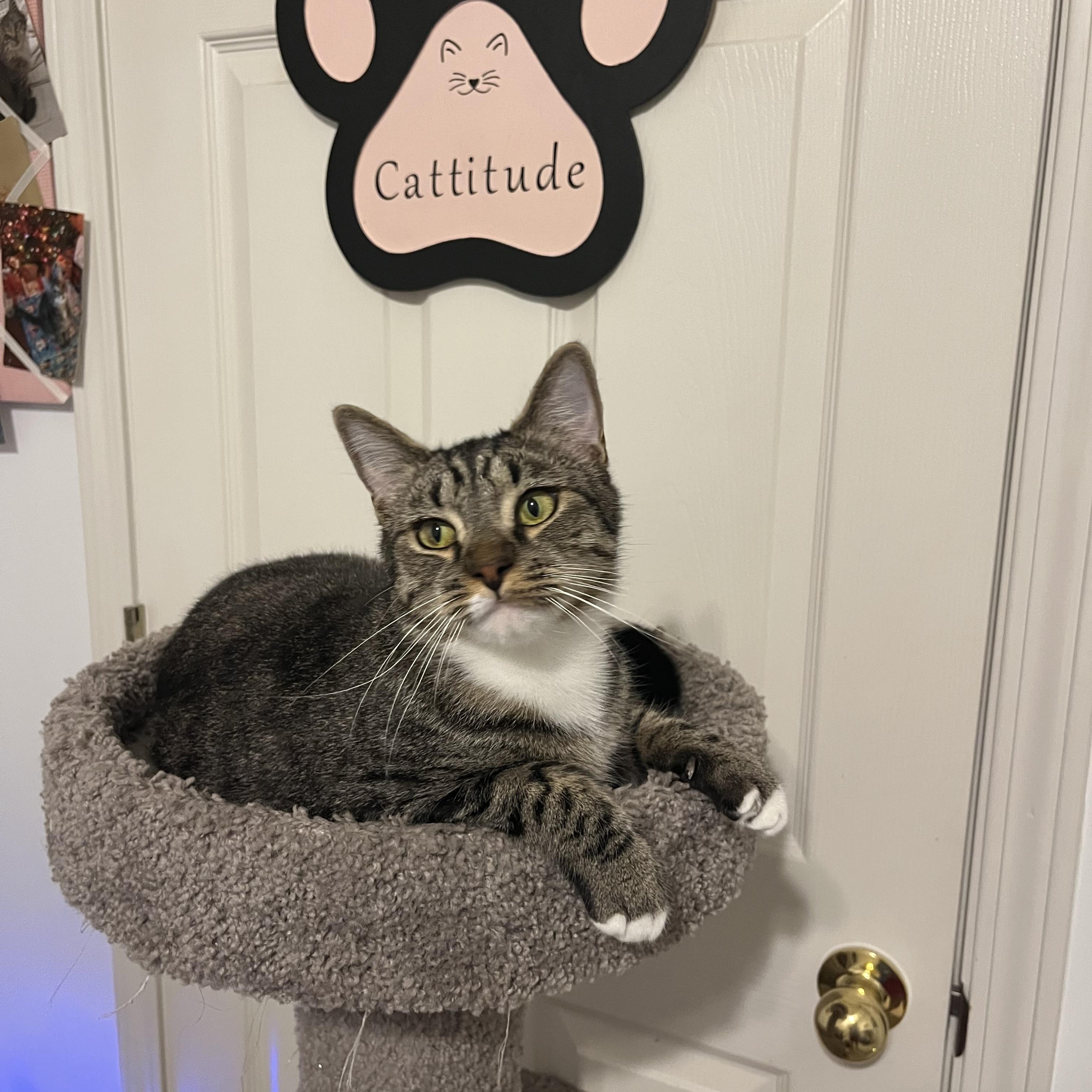 Spike, a Adoptable Domestic Short Hair in Duluth, GA image 2/9