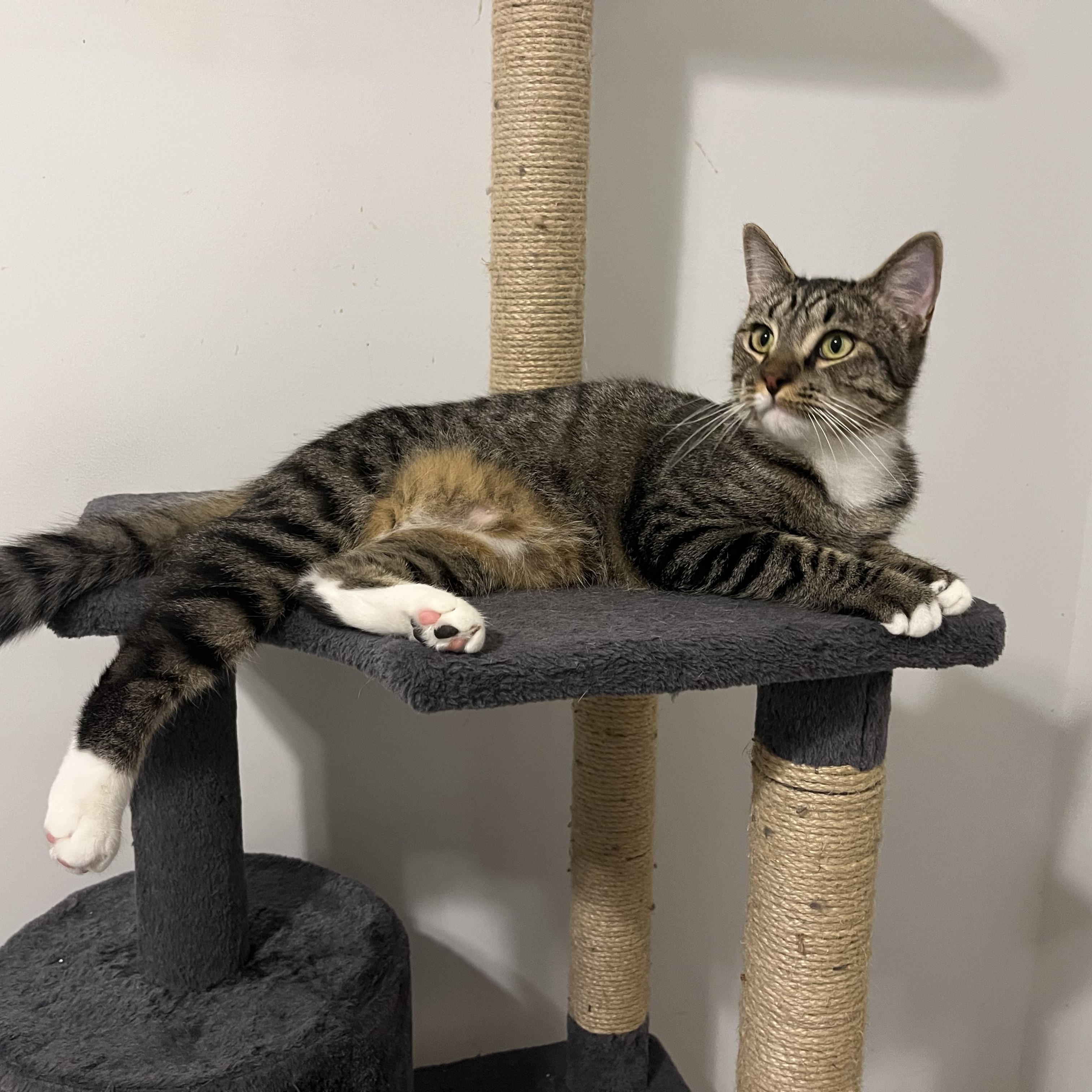 Spike, a Adoptable Domestic Short Hair in Duluth, GA image 4/9