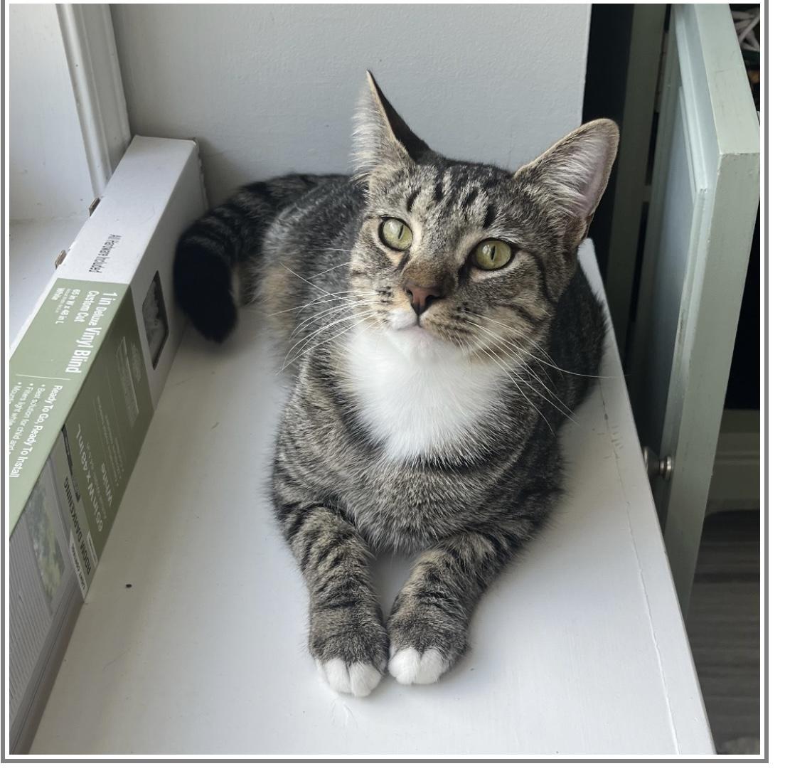 Enlarge Spike, a Adoptable Domestic Short Hair in Duluth, GA image 8/9