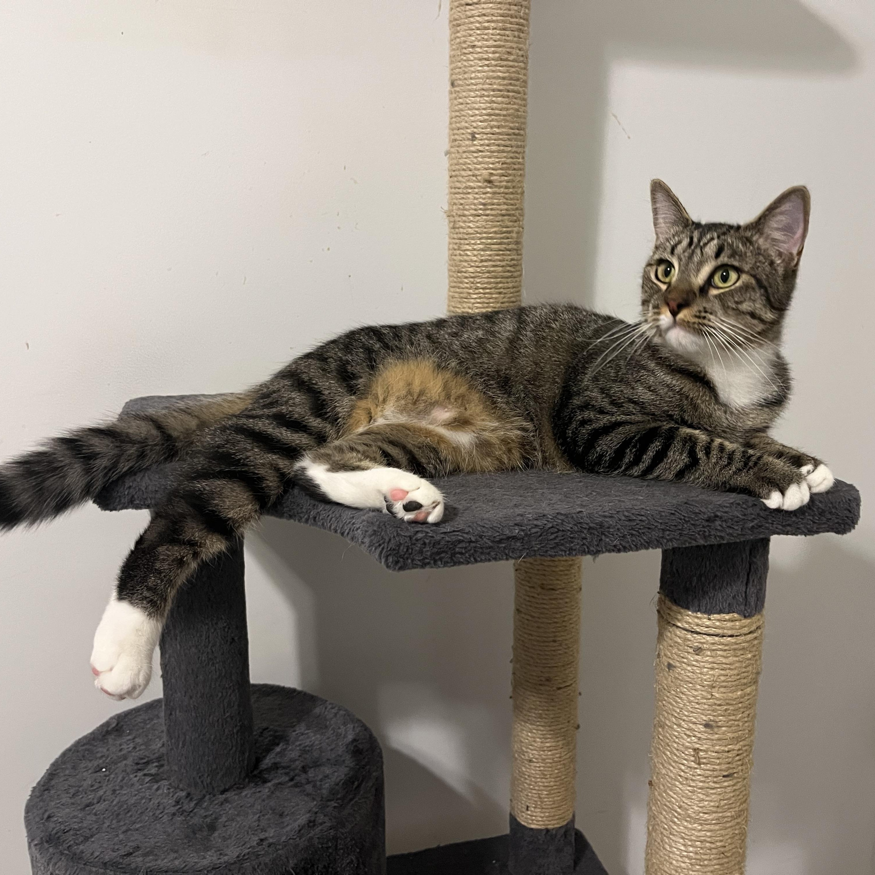 Enlarge Spike, a Adoptable Domestic Short Hair in Duluth, GA image 7/9