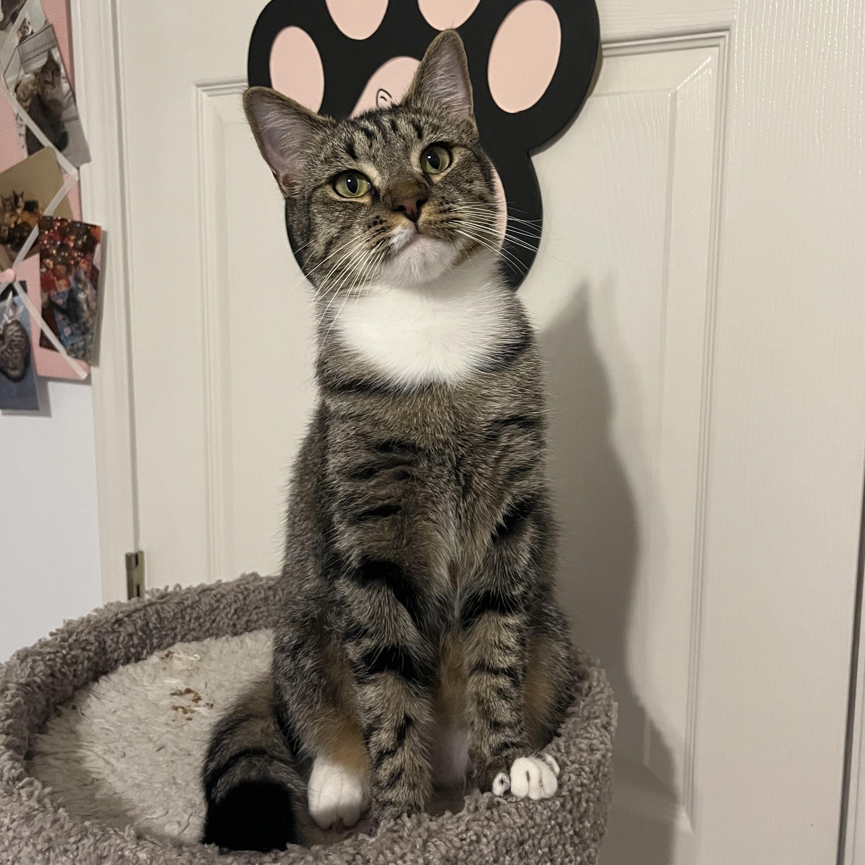 Spike, a Adoptable Domestic Short Hair in Duluth, GA image 5/9