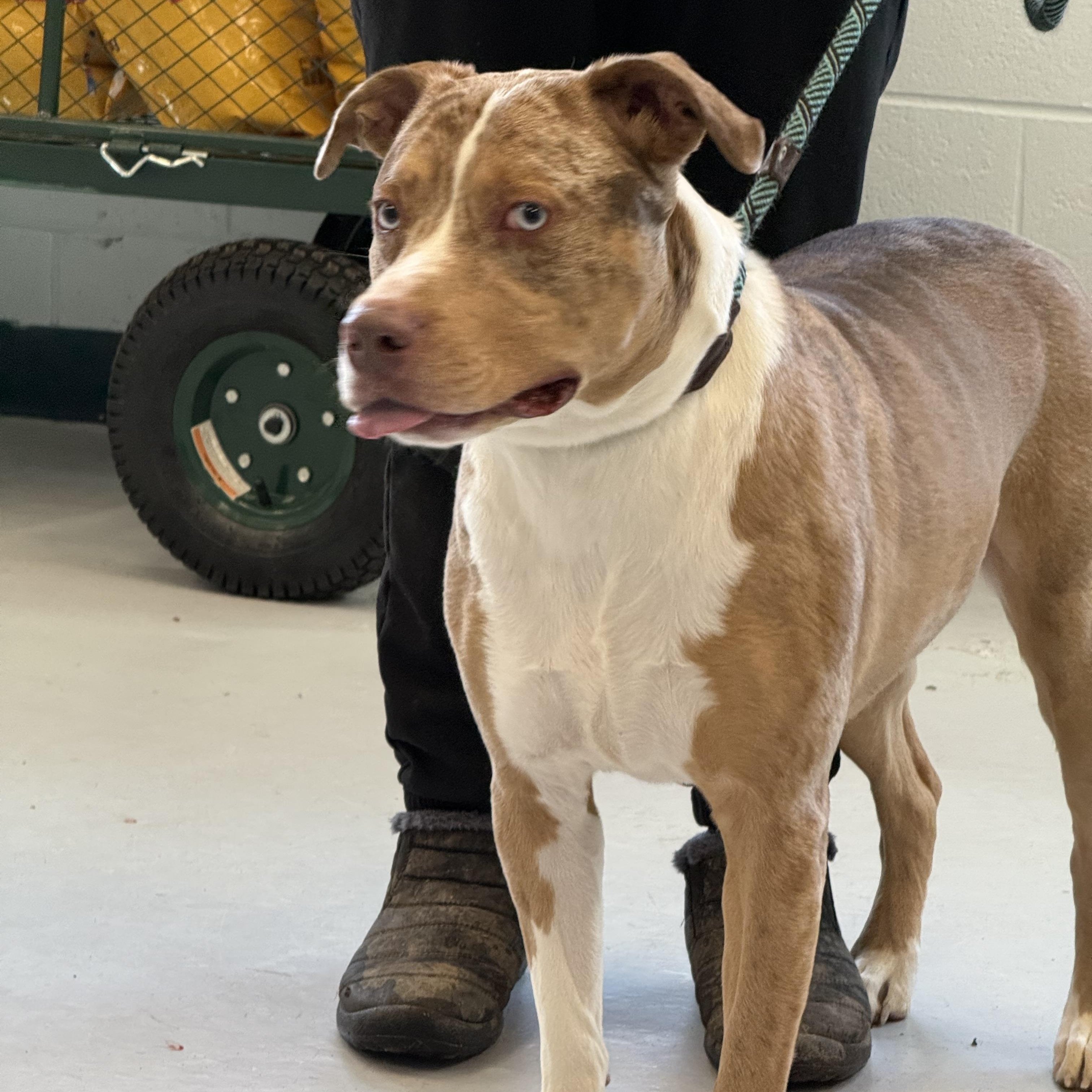 Henry, a Adoptable mixed breed in Yonkers, NY image 4/6