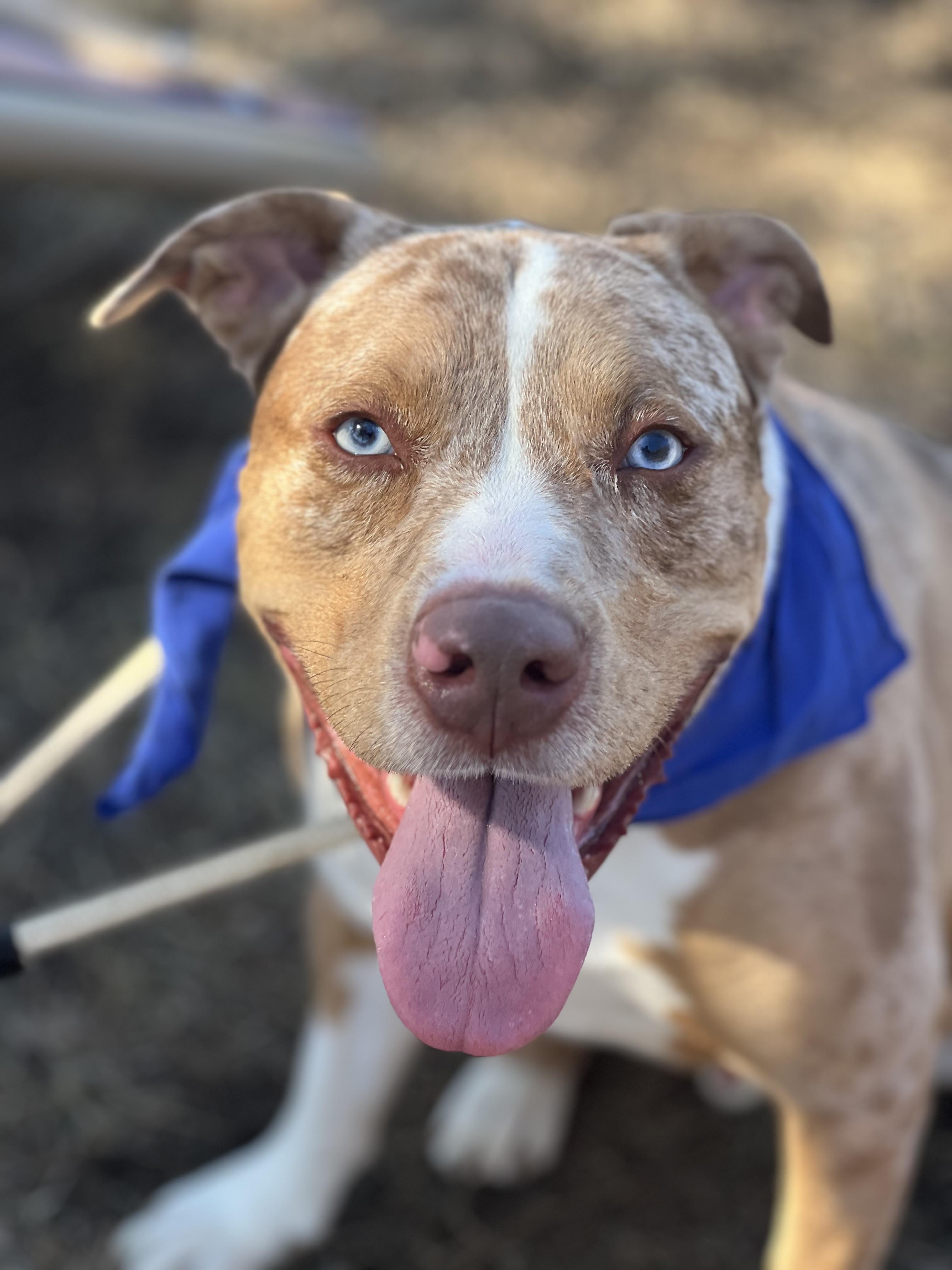 Henry, a Adoptable mixed breed in Yonkers, NY image 1/6