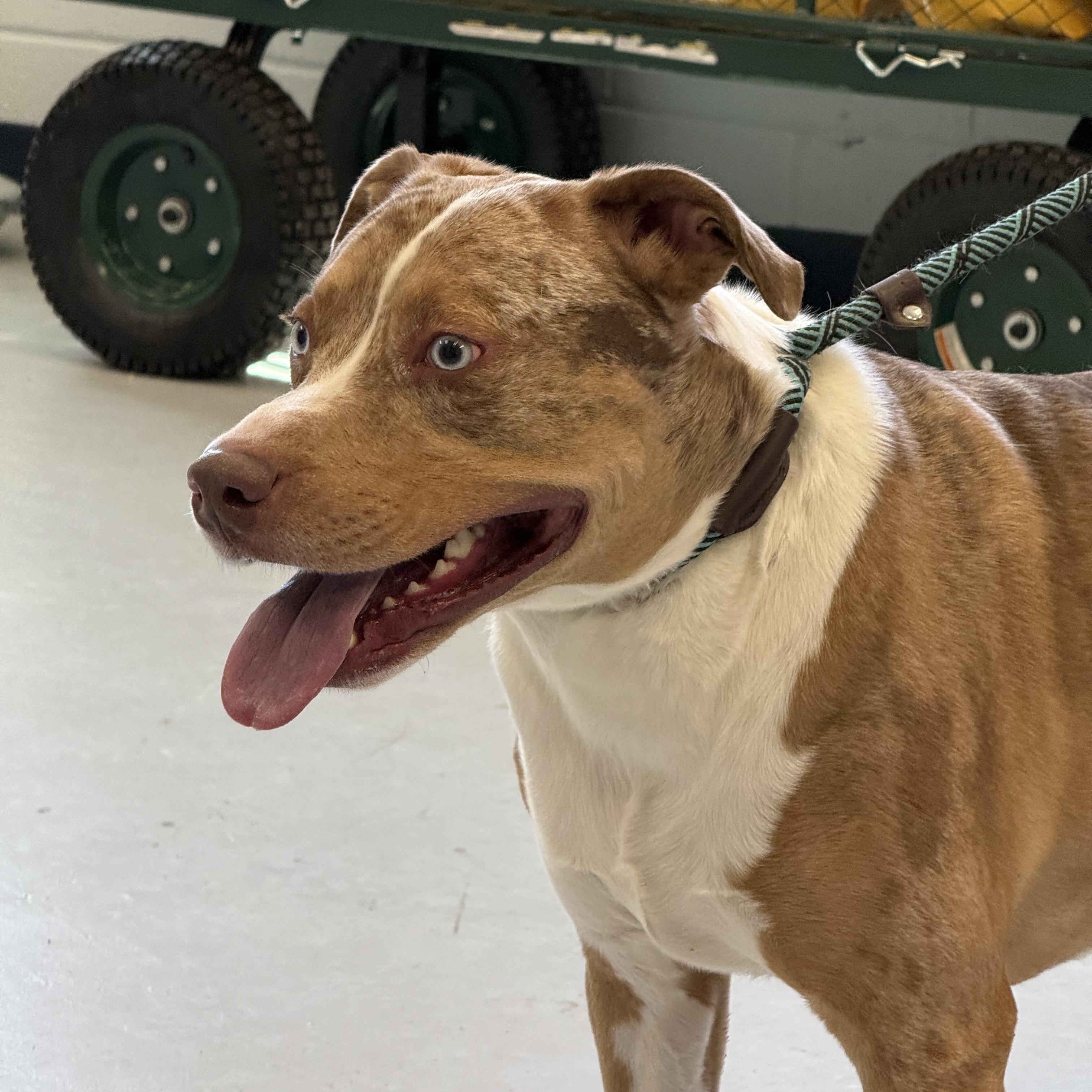 Henry, Adoptable, Young Male Cattle Dog.