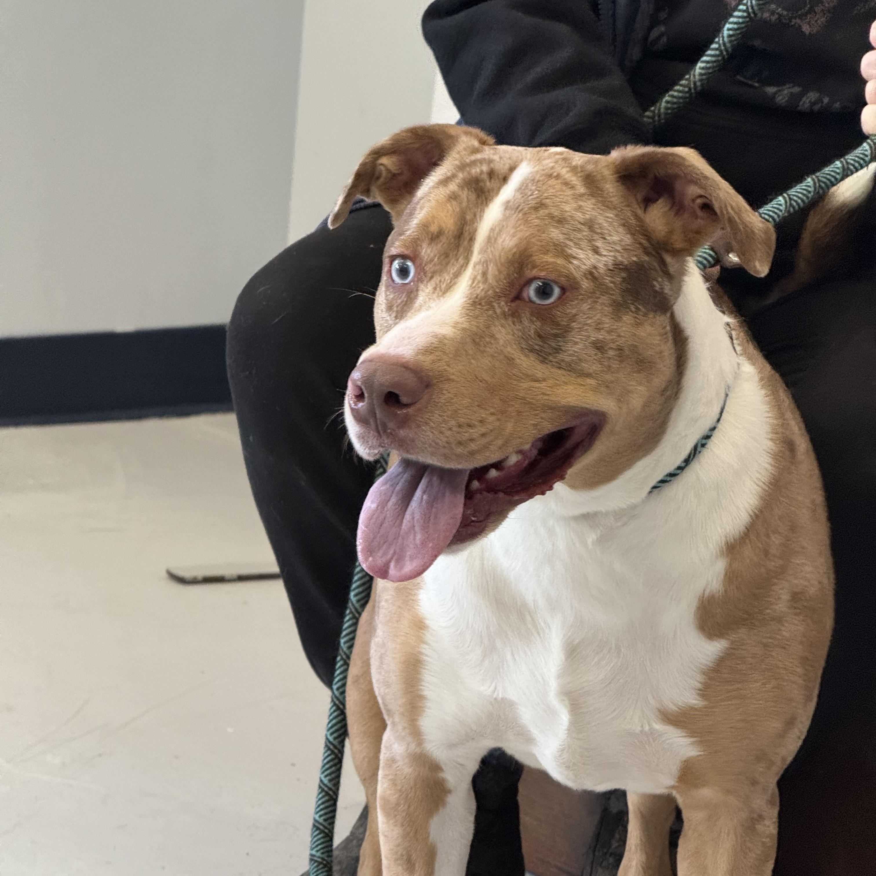 Henry, a Adoptable mixed breed in Yonkers, NY image 3/6