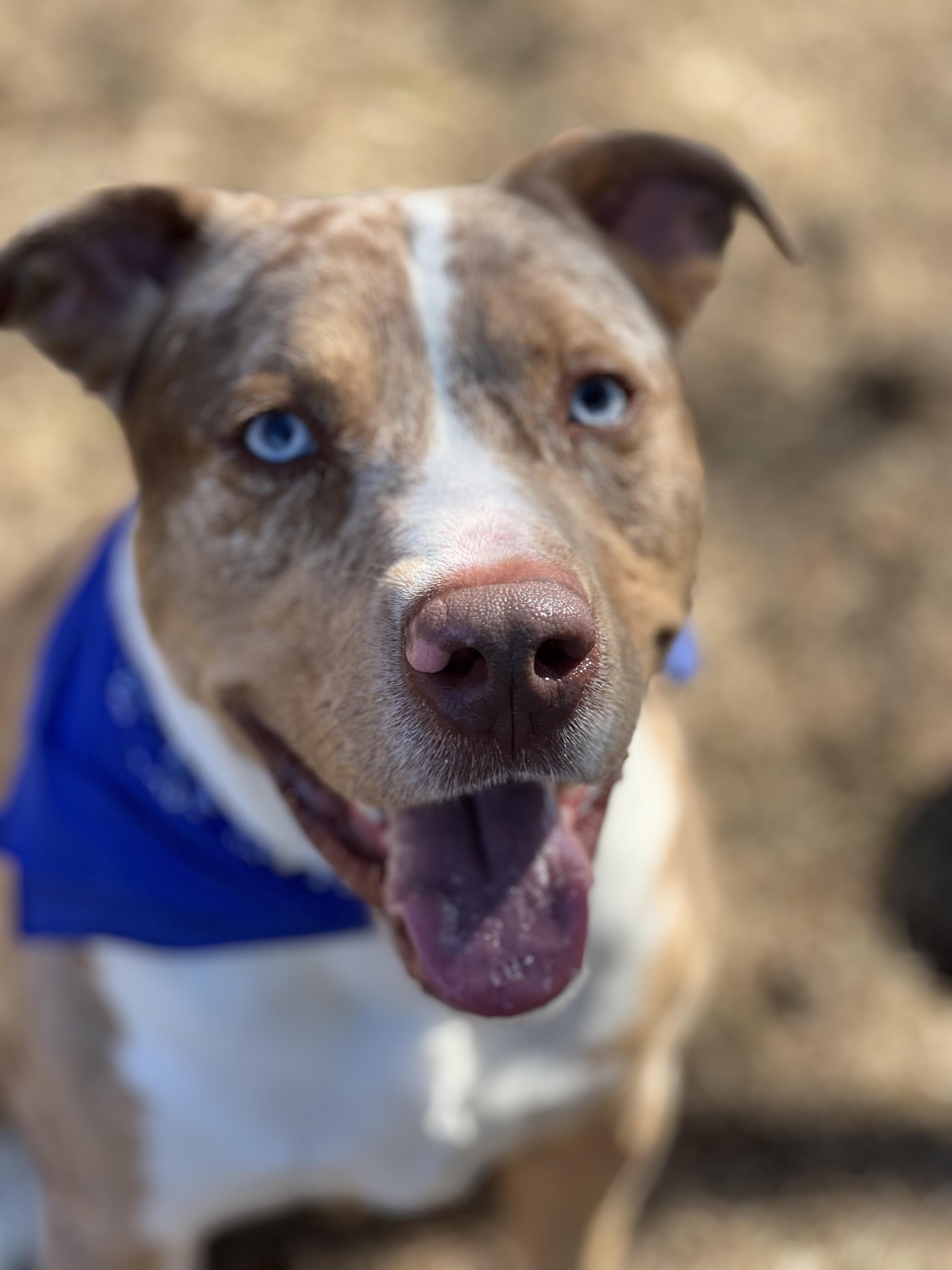 Henry, a Adoptable mixed breed in Yonkers, NY image 6/6