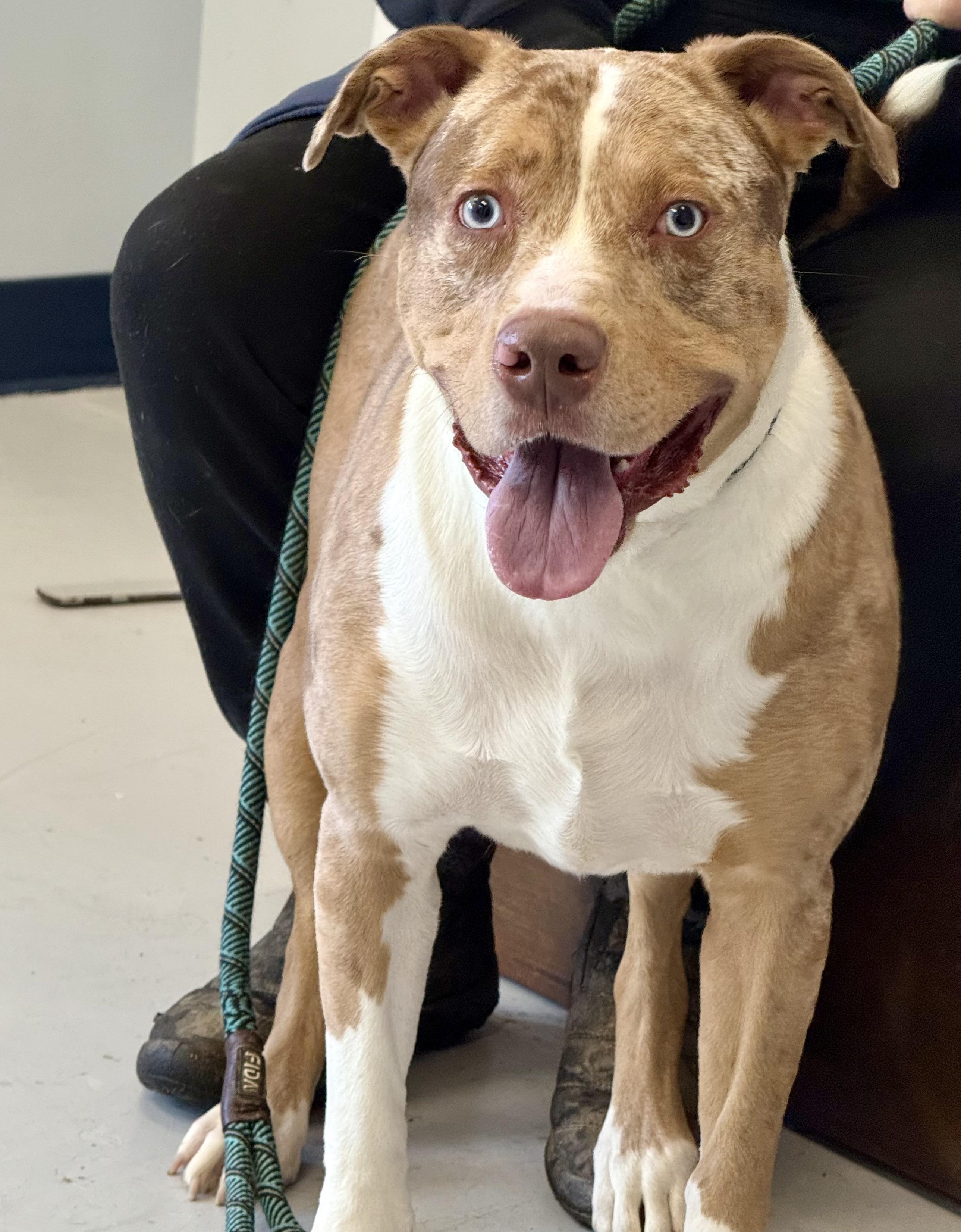 Henry, a Adoptable mixed breed in Yonkers, NY image 2/6