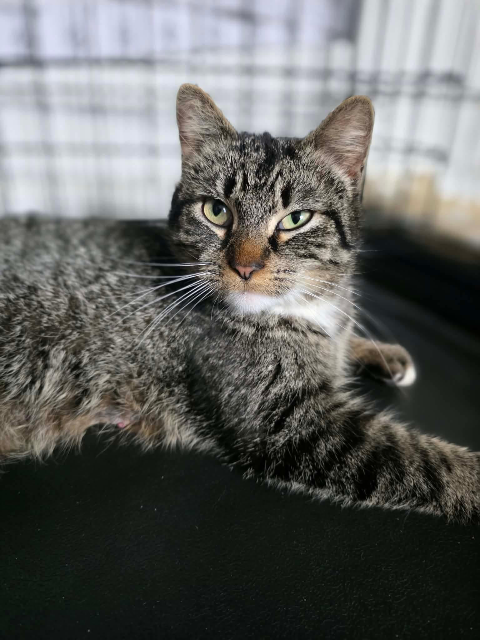 Wilma, a ADOPTABLE Domestic Short Hair in Terrebonne, QC image 4/6