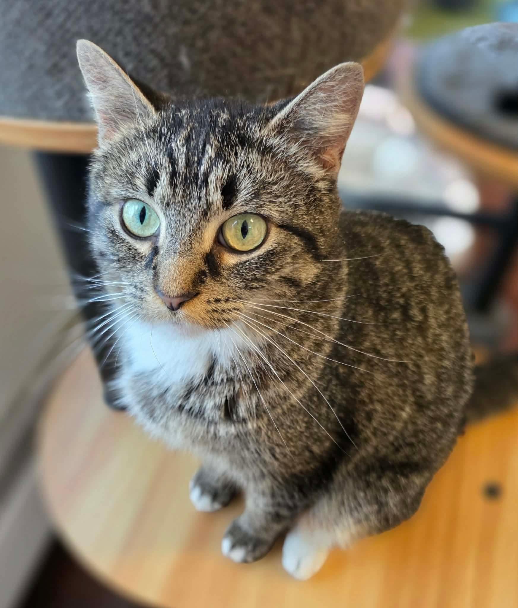 Wilma, ADOPTABLE, Young Female Domestic Short Hair.