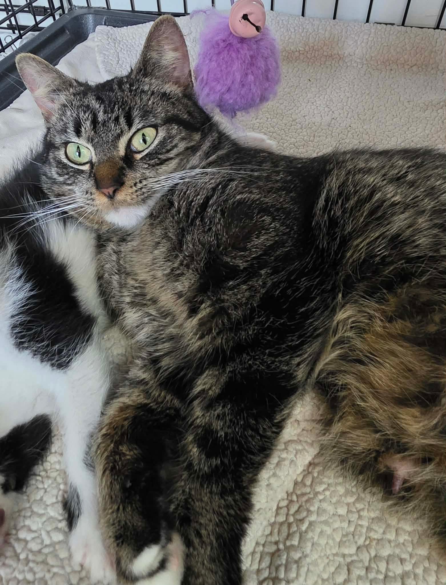 Wilma, a ADOPTABLE Domestic Short Hair in Terrebonne, QC image 2/6