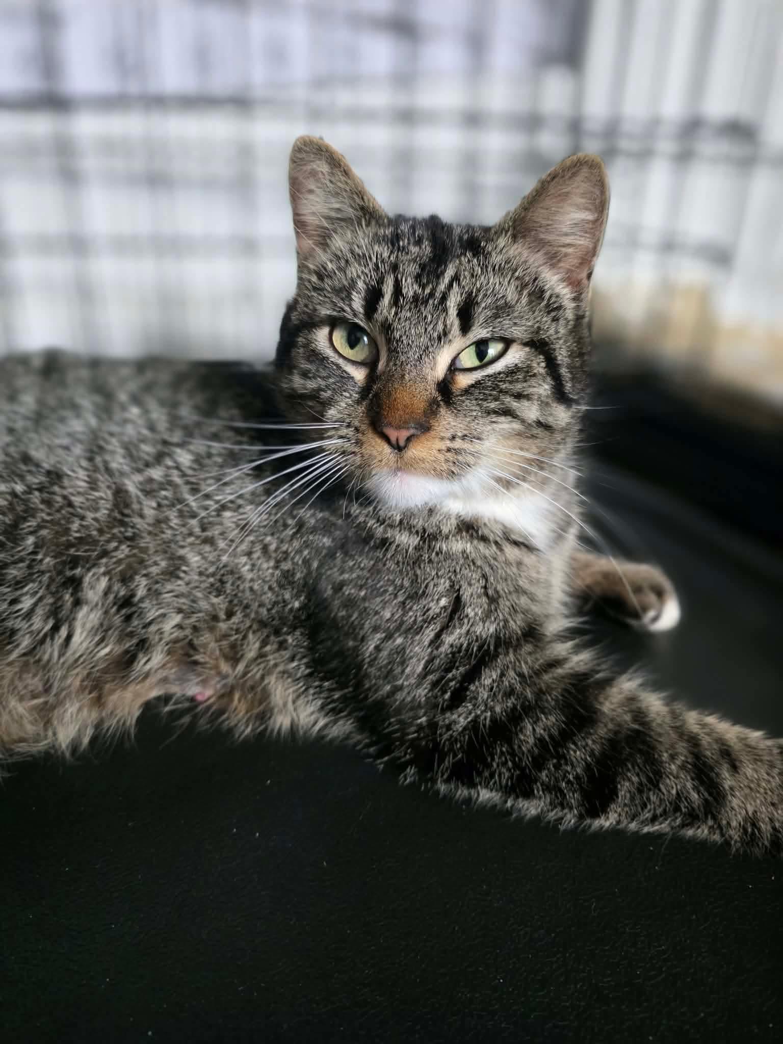 Wilma, a ADOPTABLE Domestic Short Hair in Terrebonne, QC image 6/6