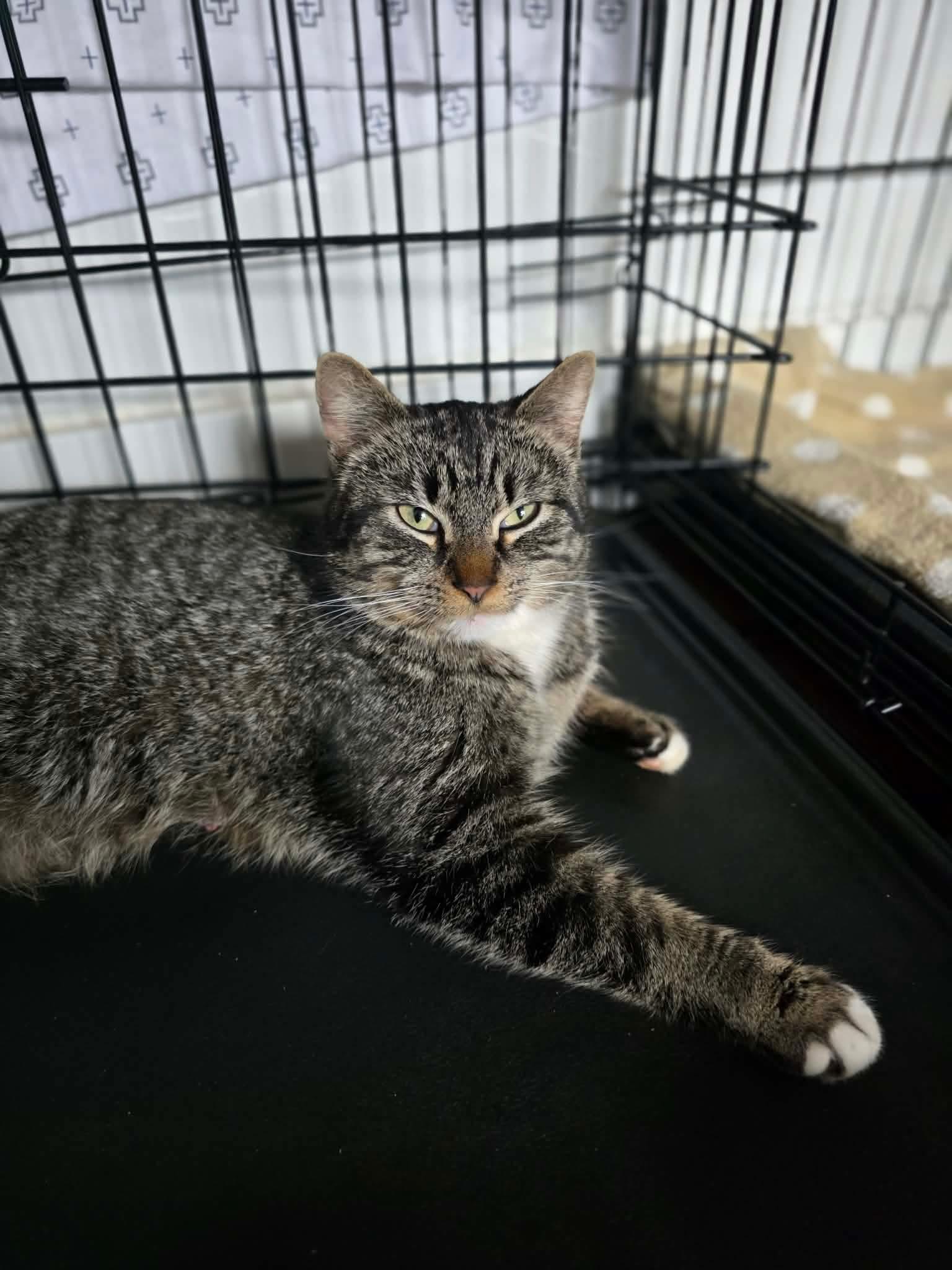 Wilma, a ADOPTABLE Domestic Short Hair in Terrebonne, QC image 3/6