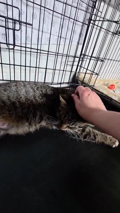 Enlarge Wilma, a ADOPTABLE Domestic Short Hair in Terrebonne, QC video 5/6
