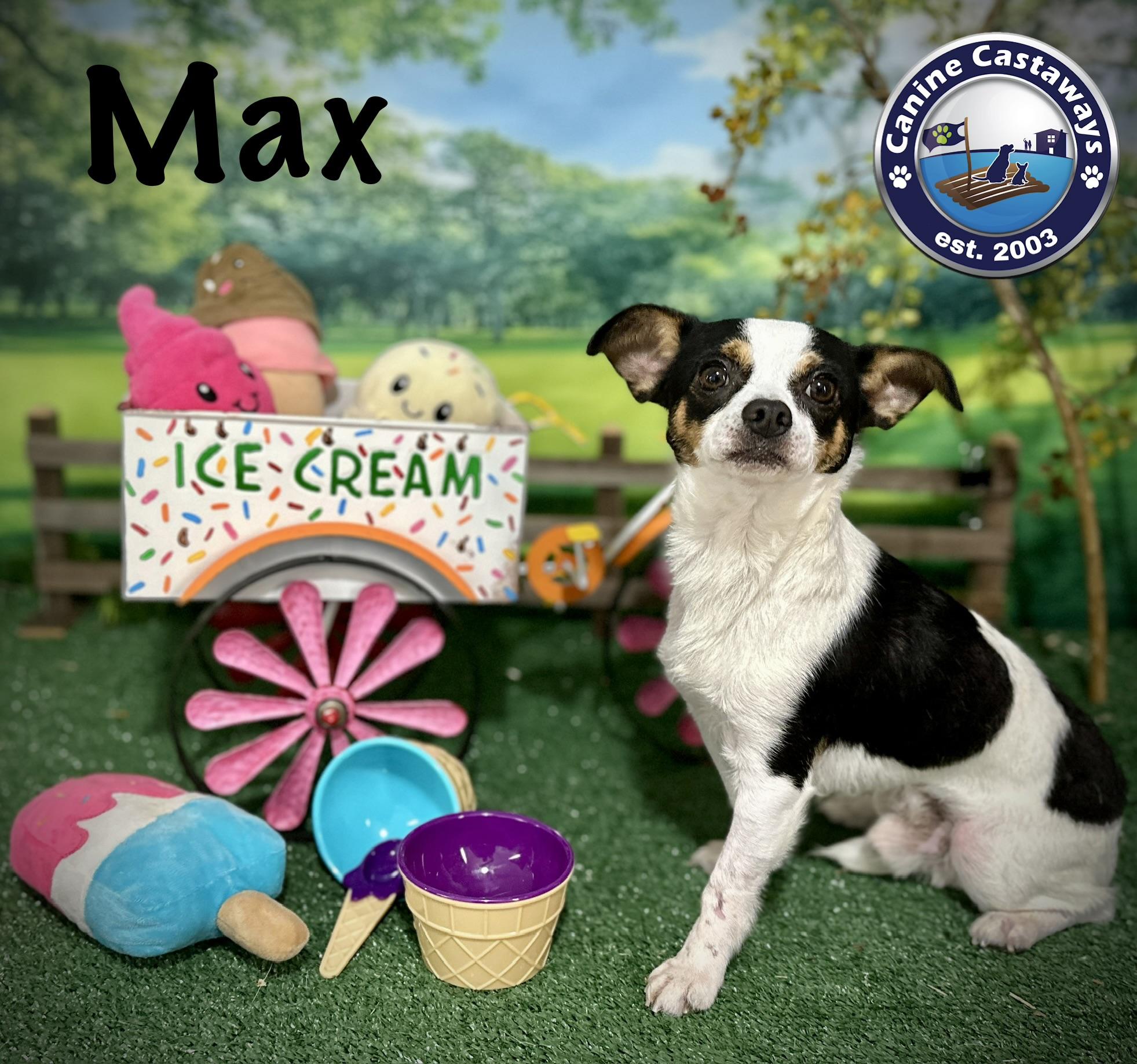Max, a ADOPTABLE Chihuahua in Arcadia, FL image 6/6