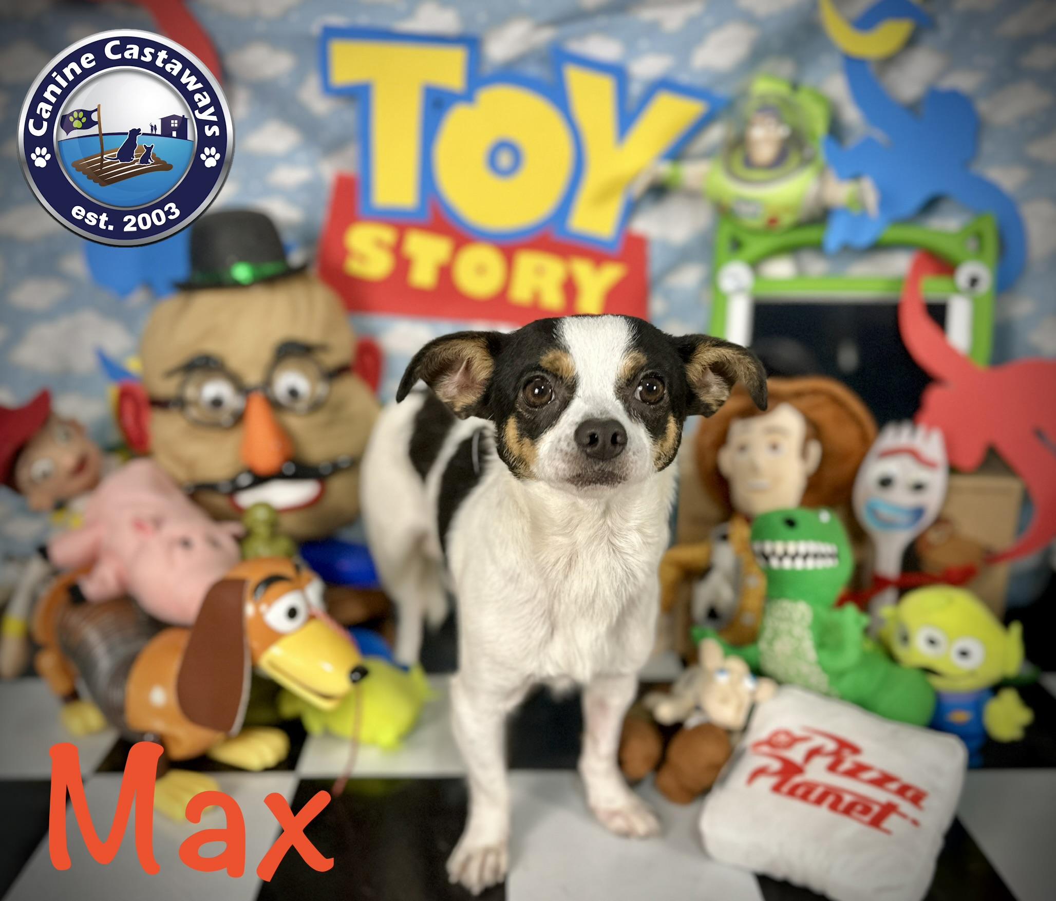 Max, a ADOPTABLE Chihuahua in Arcadia, FL image 3/6
