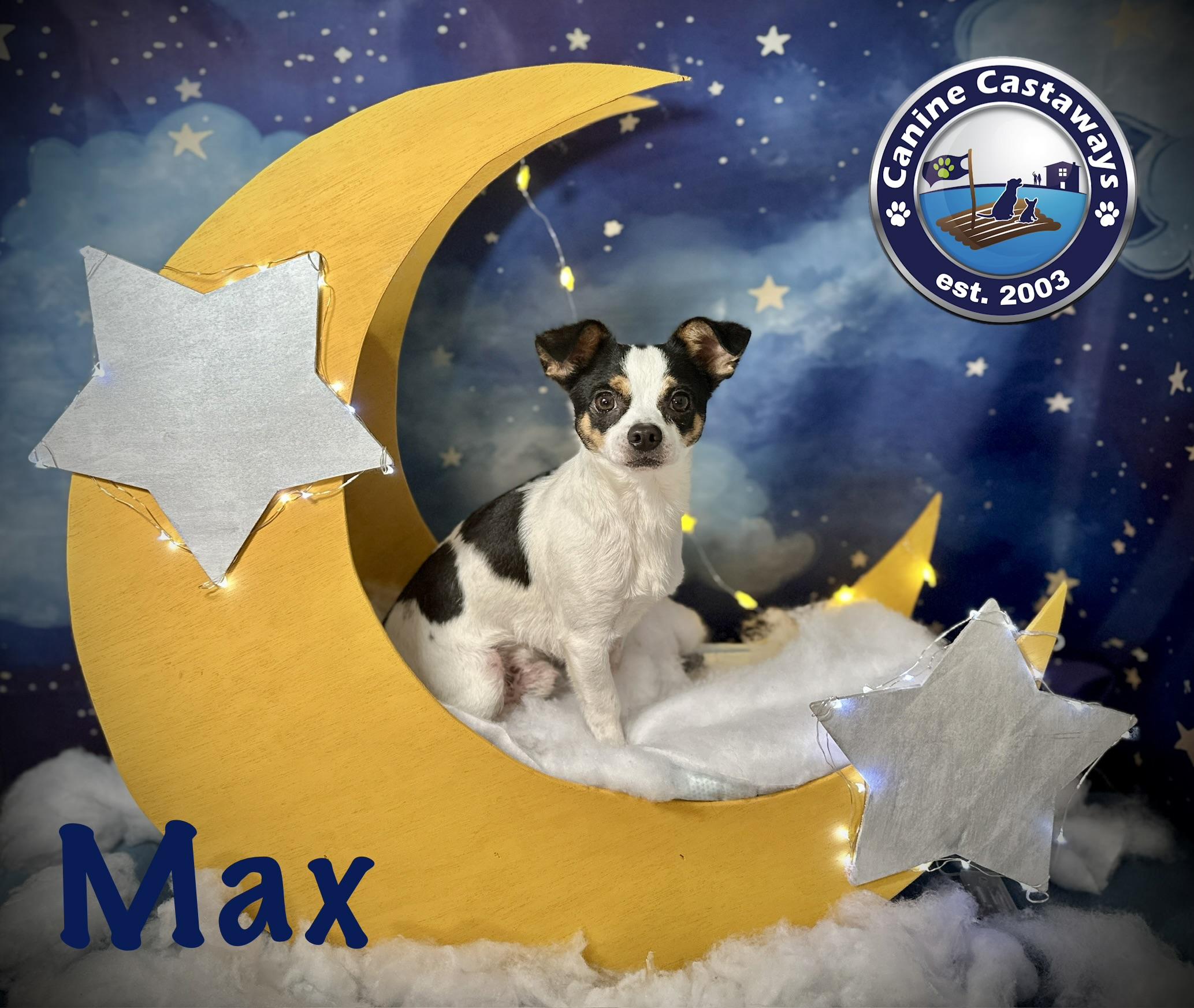 Max, a ADOPTABLE Chihuahua in Arcadia, FL image 4/6