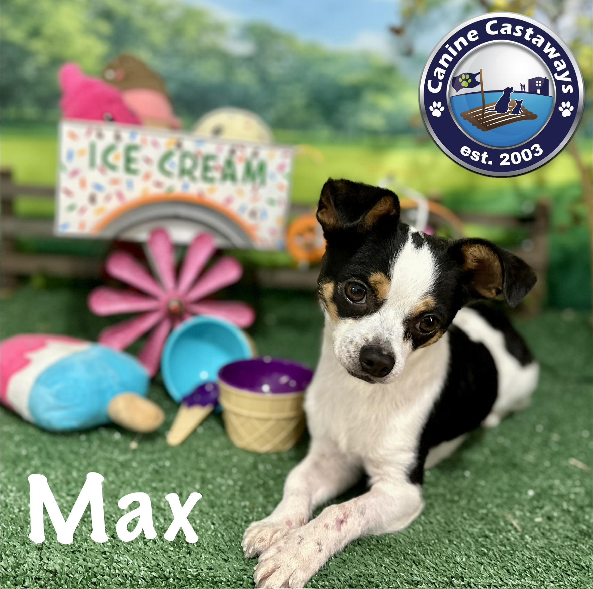 Max, a ADOPTABLE Chihuahua in Arcadia, FL image 2/6
