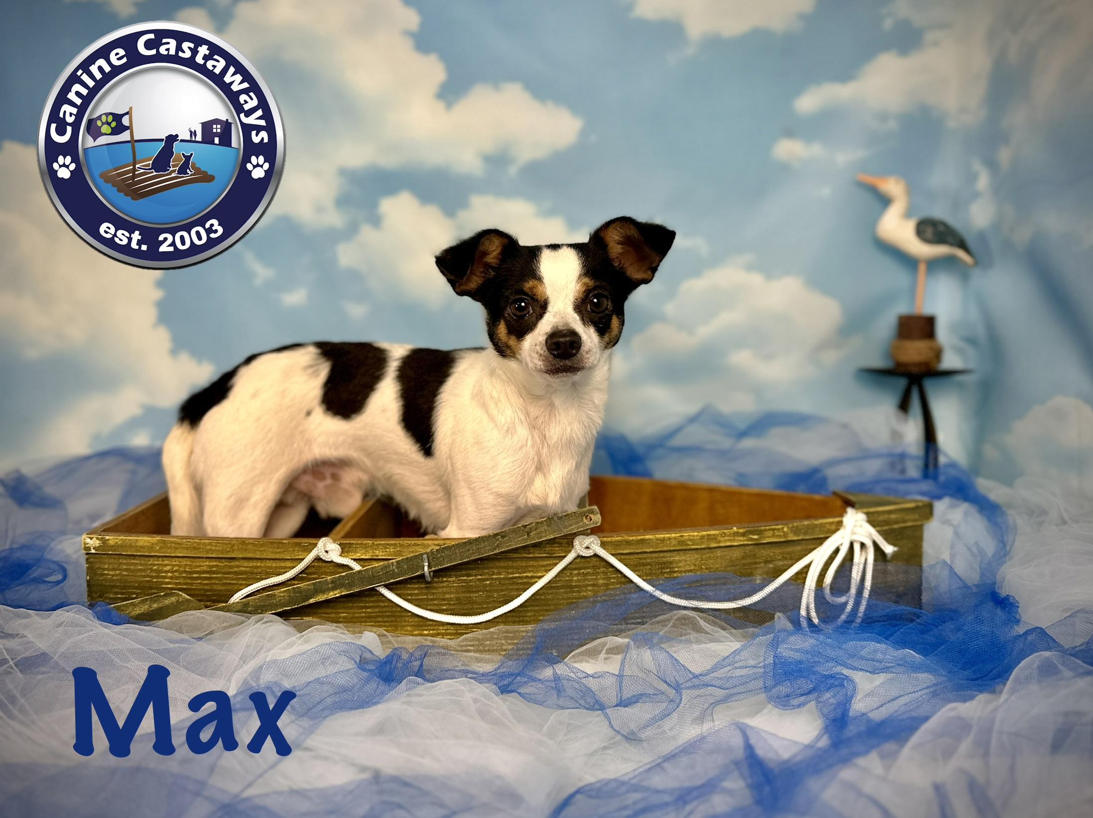 Max, a ADOPTABLE Chihuahua in Arcadia, FL image 5/6